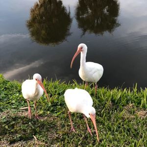 Meet your Posher, Ruth